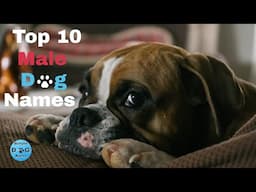 Top 10 Male Dog Names