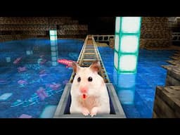 Hamster in Roller Coaster in Water & Cardboard Minecraft Maze