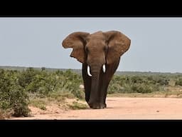 Elephants of South Africa