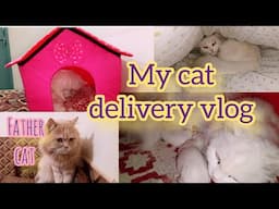 My cat delivery vlog | New born kittens | KITTYcat Vlogs