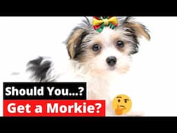 7 Shocking Facts about Morkie (Maltese Yorkie mix) | 4th Fact Will Make or Break your dog