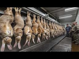 Farmers And Hunters Deal With The Millions Of Wild Rabbits That Destroy Crops This Way