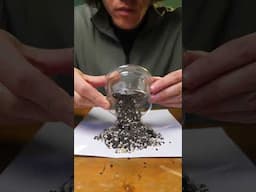 Mini terrarium in a wasp catcher