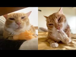 Compilation New Funniest Cat Videos 😹 You laugh You Lose 😂 Best of Funny Cat Videos 😁 #28