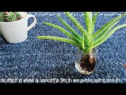 Does Aloe vera grow in water ? Why Aloe vera leaves are getting brown ? Questions answered