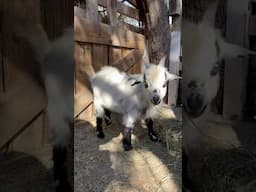 We have Pygmy goats!! #texas #farmlife #pygmygoats