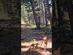 Nala always ready for an adventure exploring the Colorado forest! 🐾 #Adventure #Forest #Dog #Nature