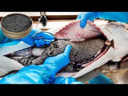 How Beluga Sturgeon is Farmed & Caviar Extraction is Made | Caviar Farm Insight | How Caviar is Made