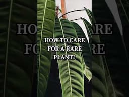 How to care for a rare Philodendron?