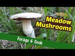 So much better than grocery store mushrooms! - Wild Meadow Mushrooms