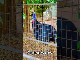 Have you seen the Big Birds of Australia? #tourismaustralia  #exploreaustralia #emu #cassowary