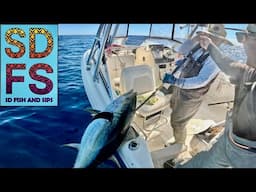 GIANT YELLOWFIN TUNA Fishing Offshore Baja California Sur Bahia Asuncion November 2024