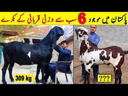 Top 6 Most Heaviest Qurbani Goat In Pakistan | Heavy Weight Qurbani Bakra | NYKI