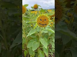 Unreal sunflower farm in Scotland