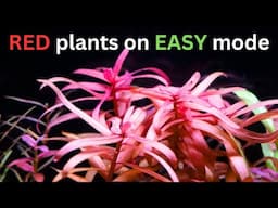 EASY MODE Red Plants with no Filter or CO2? Algae Free Red Nano Tank!