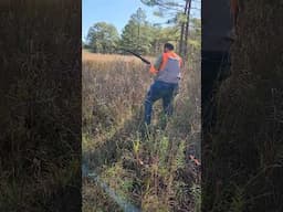 Rambo  - Steady to Wing & Shot on guided Quail Hunt 11 20 24