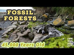 THIS "FOSSIL FOREST" WAS SUBMERGED FOR THOUSANDS OF YEARS