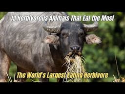 💥13 Herbivorous Animals That Eat the Most 🦛 The World's Largest Eating Herbivore