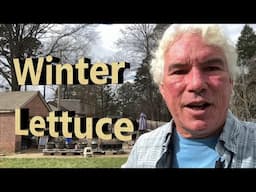 Planting Early Winter Lettuce in North Carolina