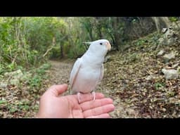 The Cutest Singing Cockatiel Ever - TalkingCockatiel