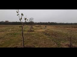 Training and Pruning Fruit Trees