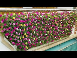 REVAMP Your Balcony Garden with PLASTIC BOTTLES in 2024!