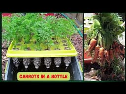 BOTTLE UP! Grow Fresh Carrots Without A Garden! #hydroponics #gardening #carrots #urbangardening