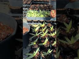 Plant Potting ASMR at Aroid Greenhouses