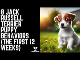 8 Jack Russell Terrier Puppy Behaviors (The First 12 Weeks)