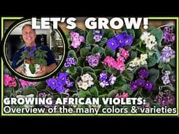 STUNNING AFRICAN VIOLET VARIETIES, PLUS HOUSE PLANT CARE SECRETS!