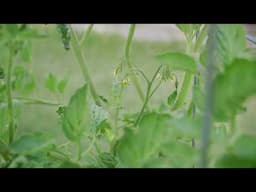 Update On Potting Mix Tomato Trial