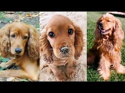 Cocker spaniel | Funny and Cute dog video compilation in 2025