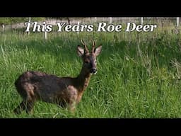 Allotment Diary : Our Roe Deer Throught The Year.