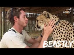 I Risk My Life To Protect My Cheetahs| BEASTLY #wildlife #dangerous  #beast  #cheetahs