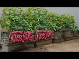 Don't buy sweet potatoes anymore: Growing sweet potatoes this way gives you a year round harvest