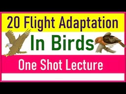 Flight Adaptation in Birds | 20 Flight Adaptation in Birds to Learn