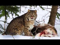 BOBCAT ─ Even Rattlesnakes and Deer Wouldn't Dare Cross Its Path!