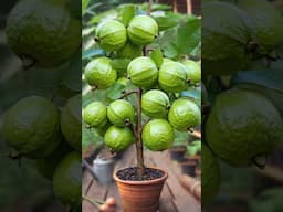 How to grow guava trees from guava cutting with watermelon fruit  - With 100% Success