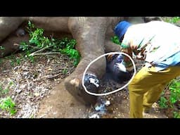 Saving a Giant: Watch How Vets Treat an Elephant’s Painful Foot Infection in the Wild!