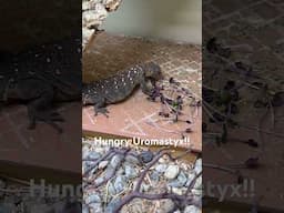 Confused Hungry Uromastyx!! #lizard #reptile #uromastyx #feeding #microgreens