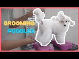 DIY Scandinavian Clip on a Toy Poodle at home| ASMR Grooming | The Poodle Mom