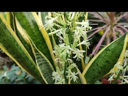 First Time / Blooming / Trifasciata Laurentii / Sansevieria /Variegated