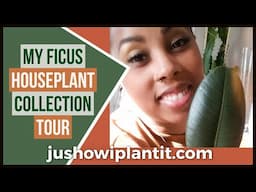 Ficus Plant Collection Houseplant Tour- My Ficus Plant Collection