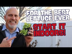 🌱How to Plant Lettuce Seedlings Indoors🌱