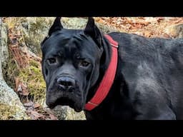 My Cane corso's first time in a national park