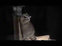 Three Raccoons on a Saturday Night 20 F