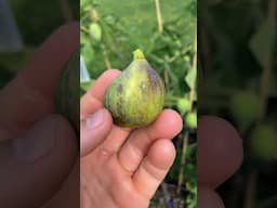 De la Roca Fig - Growing in a Garden #fig #figtree #figboss #gardeningtips #fruittrees