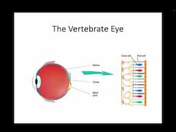 AH Biology 1.4d Part 2 - The Vertebrate Eye