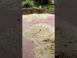 drying the maize under the sun