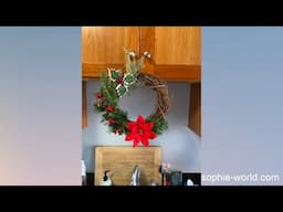 How to Make a Grapevine Wreath | Sophie's World